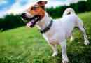 Jack russell terrier - tippek a választáshoz